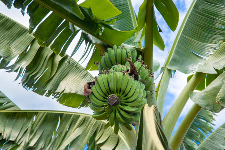 Farm visit + Interview at Hawaii Banana Source, Haliewa
