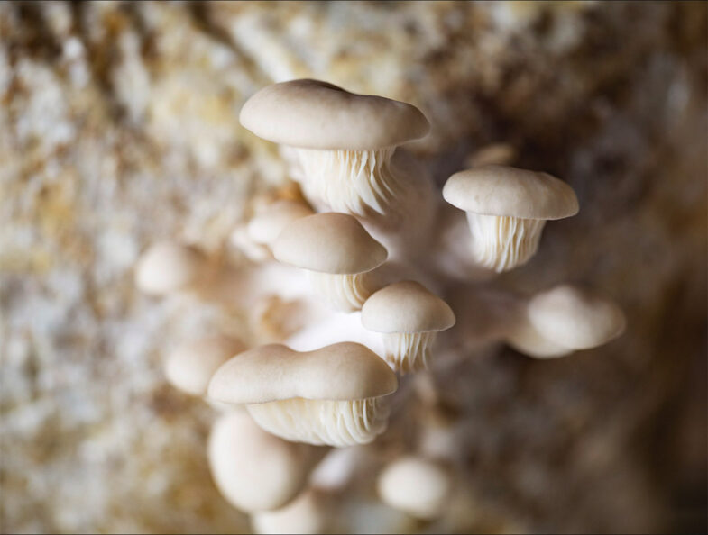 detail, from farm visit + interview at Honolulu Mushroom Co., Kaneohe